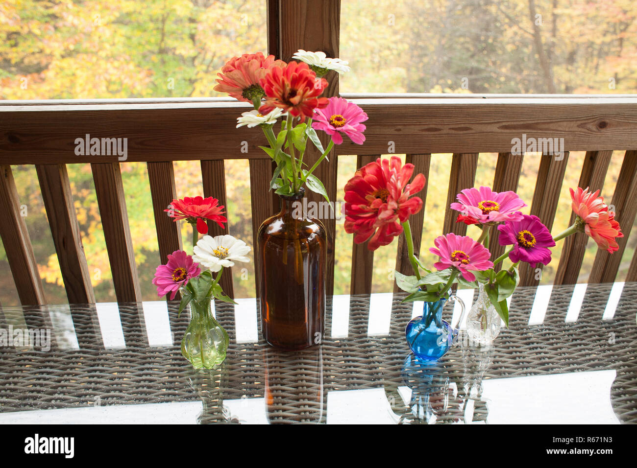 Estate zinnias decorare un portico tabella Foto Stock