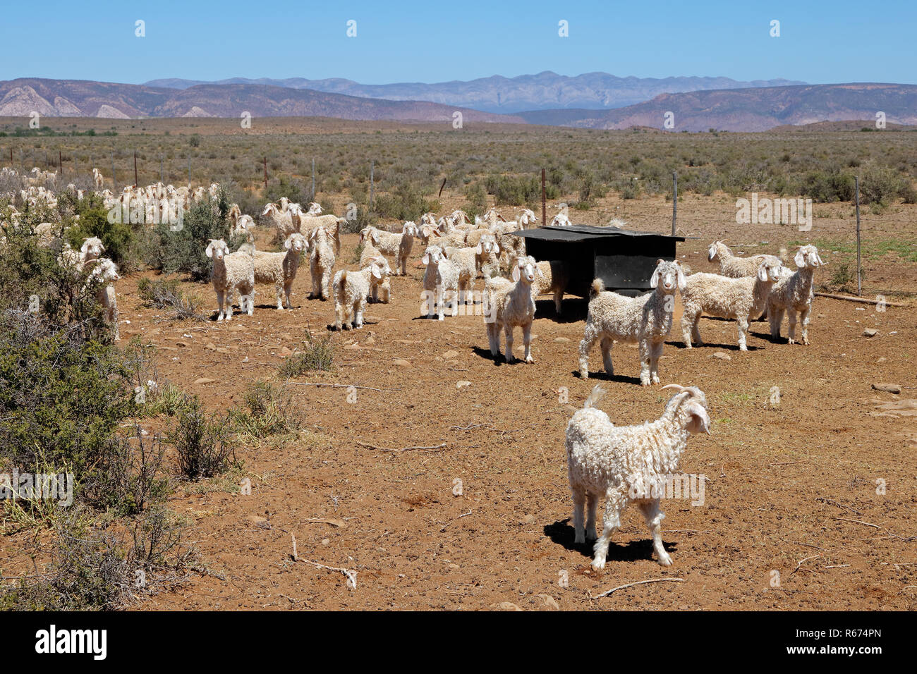 Capre angora su fattoria rurale Foto Stock