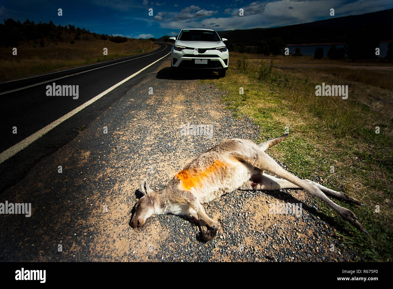 Superamento kangaroo nell'outback nel Nuovo Galles del Sud Australia Foto Stock