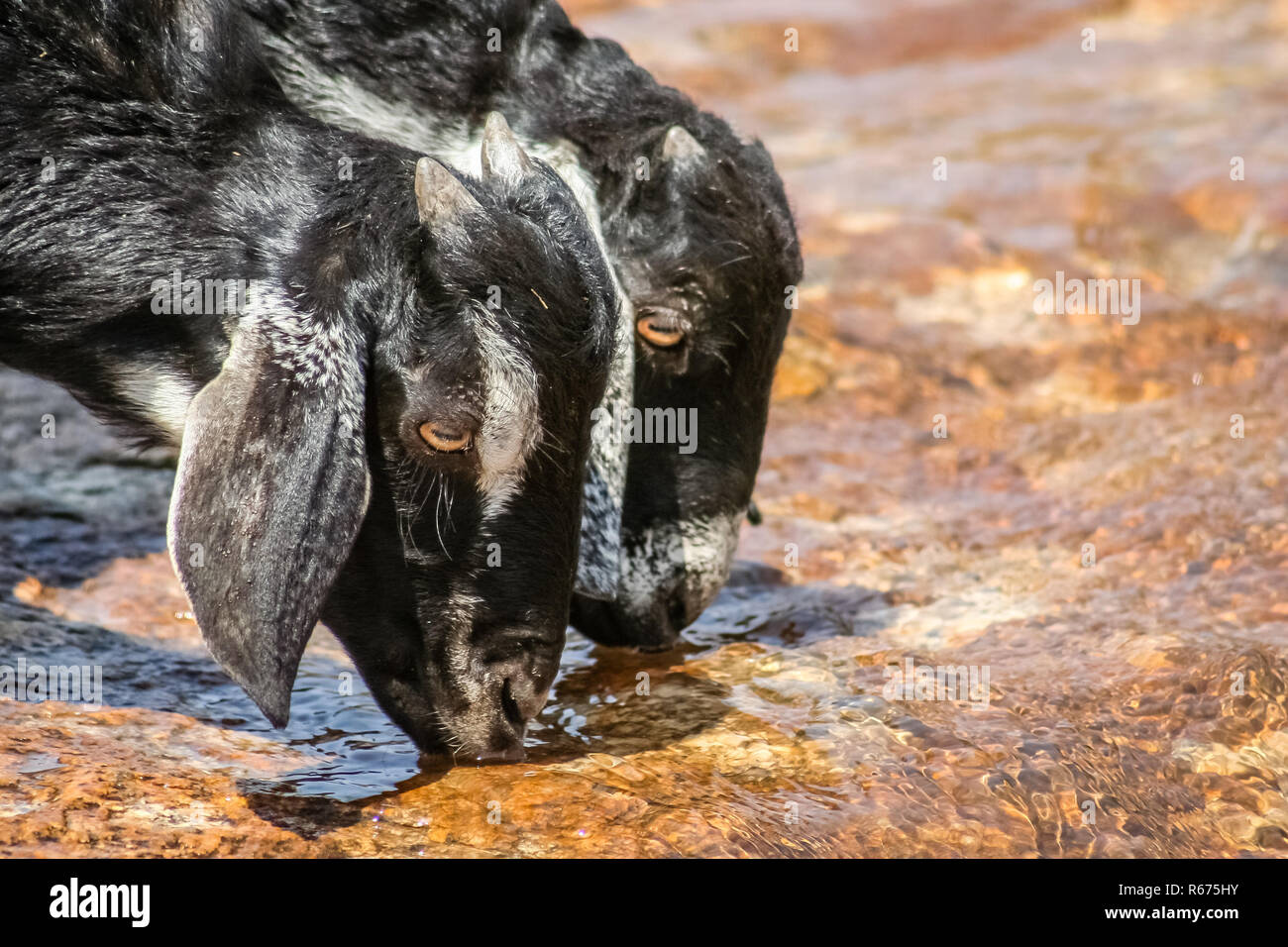 Capre di acqua potabile Foto Stock