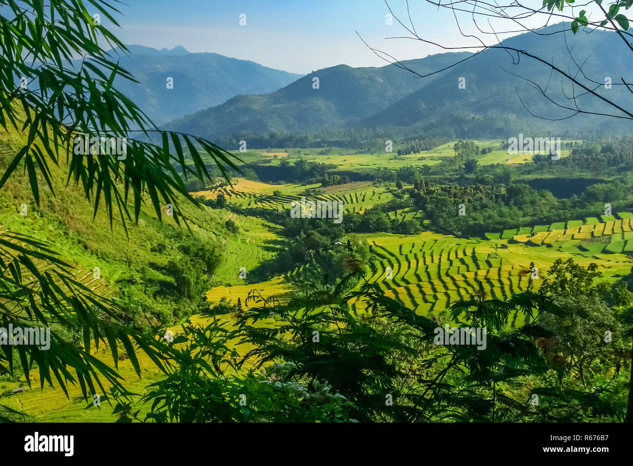 I campi di riso in Sumbava Foto Stock