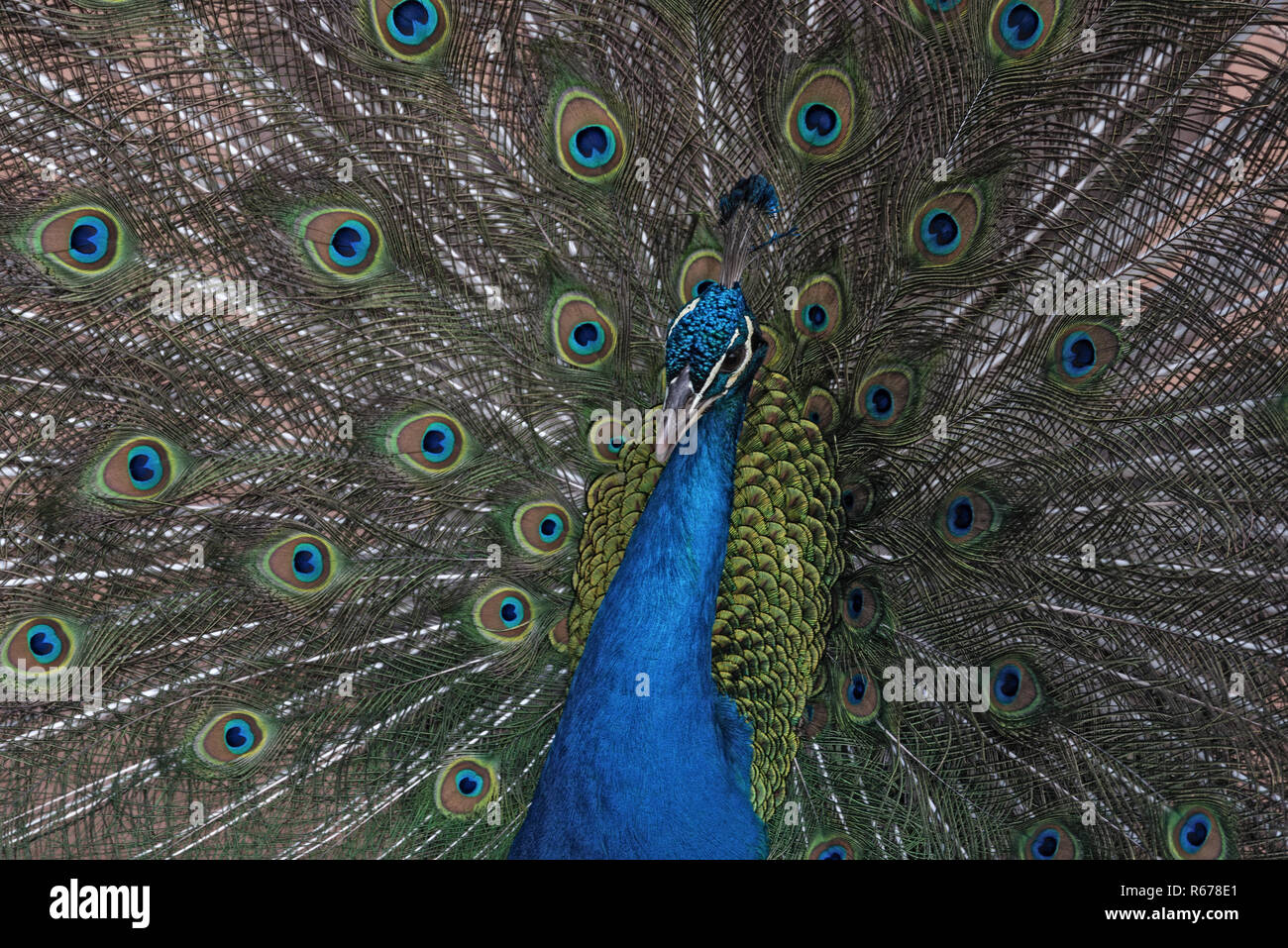 Ritratto di un indiano peafowl o il peafowl blu Foto Stock