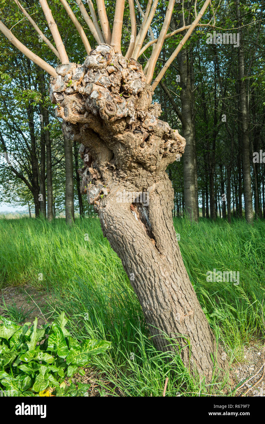 Un gelso in campagna Foto Stock