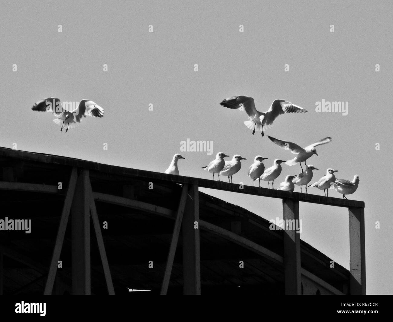 Gabbiani su una recinzione Foto Stock