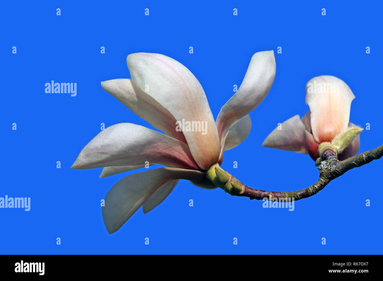 Due fiori di magnolia magnolia sprengeri Foto Stock