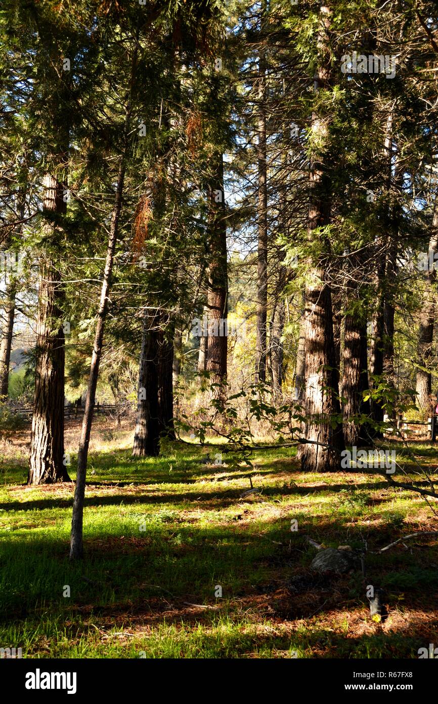 Boschetto di sequoie giganti durante il burro di mele Festival in Oak Glen, CA, che è una popolare destinazione turistica. Foto Stock