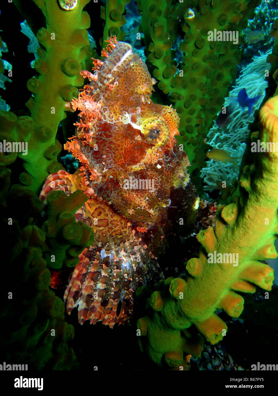 Barbuto scorfani (scorpaenopsis barbata) sul calice nero (tubastrea micranthus) Foto Stock