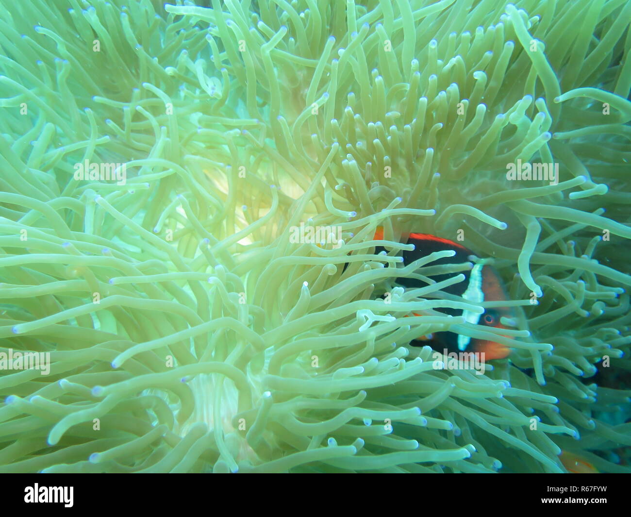 Bianco-nastrati (anemonefish amphiprion frenatus) su un anemone,pintuyan,panaon isola,southern leyte,FILIPPINE Foto Stock