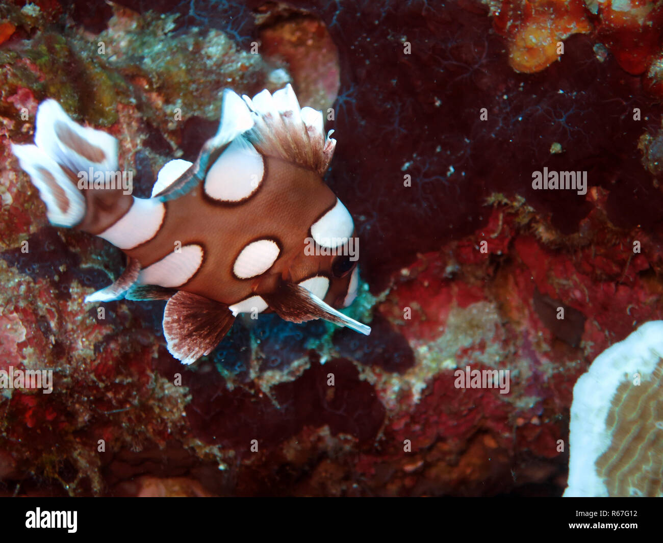 Arlecchino sweetlip (plectorhinchus chaetodonoides) Foto Stock