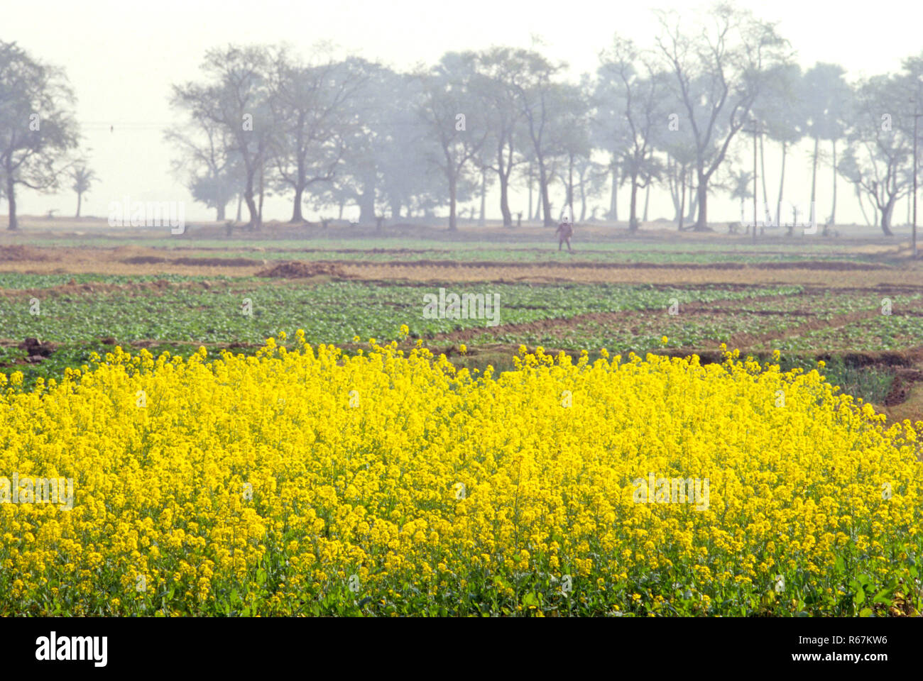 Campi di senape bastar Chhattisgarh india Foto Stock