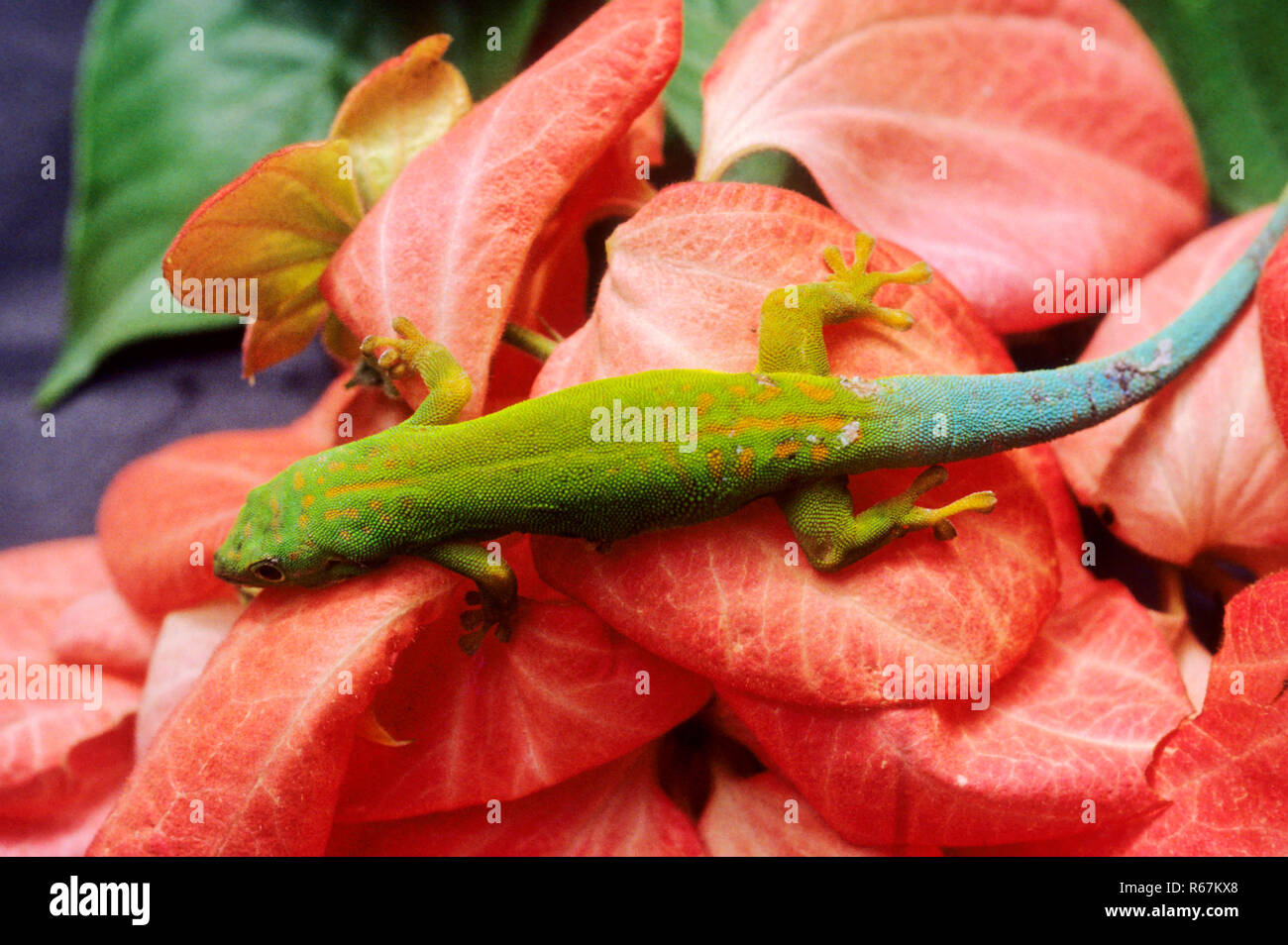 Rettili, verde (Iguana Iguana iguana), madvas, Tamil Nadu, India Foto Stock