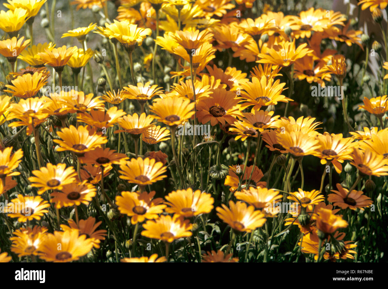 Fiori di stagione Foto Stock