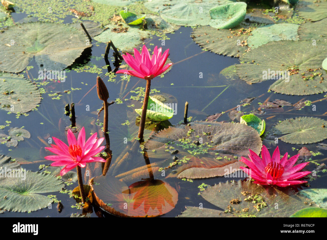 Lotus (Nelumbo nucifera), acqua di rosa Lilly gigli Foto Stock
