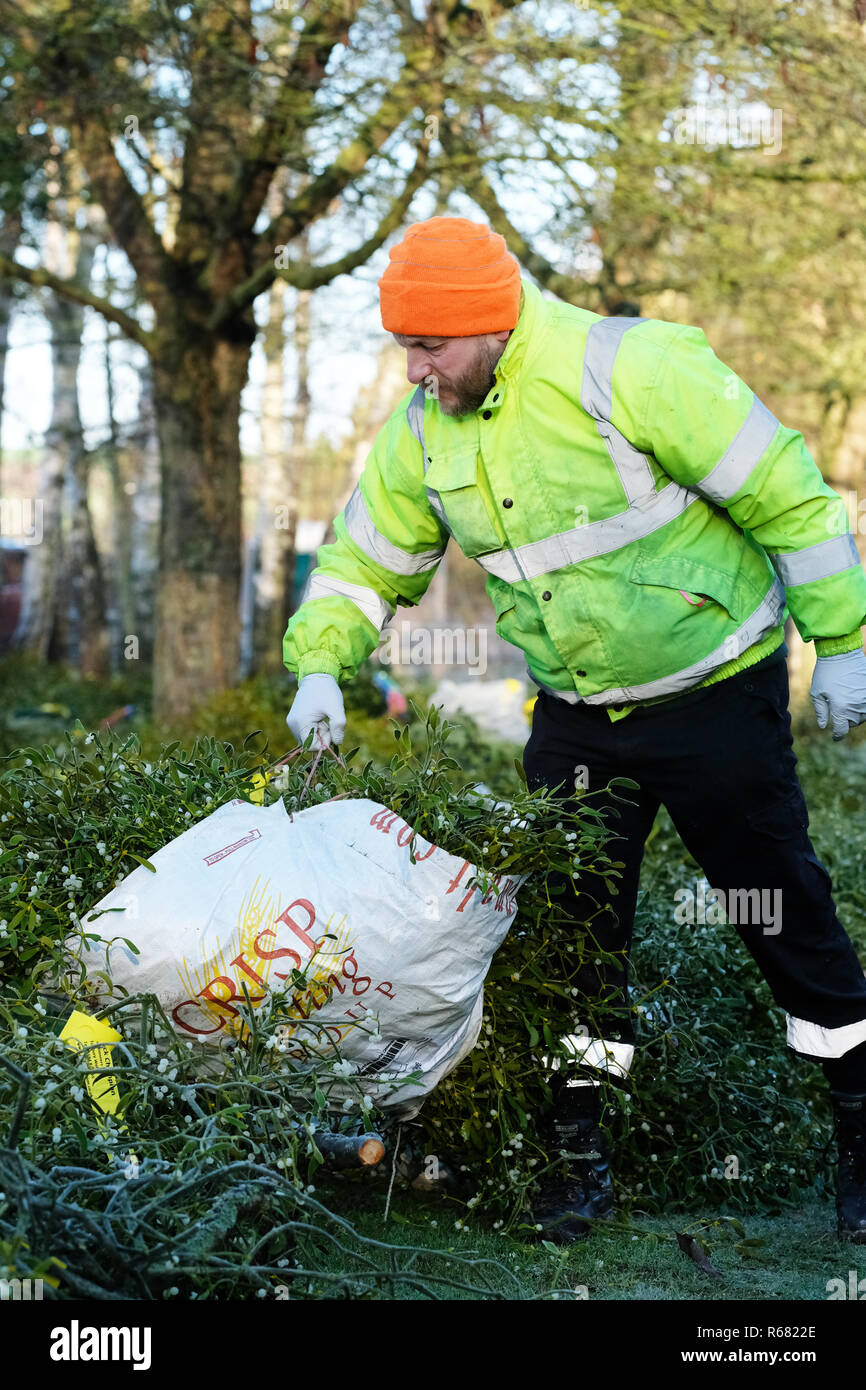 Burford House, Tenbury Wells, Worcestershire, Regno Unito - Martedì 4 dicembre 2018 - Natale agrifoglio e vischio asta - Aste di vischio si sono svolti a Tenbury Wells per oltre 160 anni. La pianta parassita prospera in molti meleto nelle regioni. Un acquirente controlla il peso di un pacchetto di vischio su un nitido inverno mattina. Credito: Steven Maggio/Alamy Live News Foto Stock