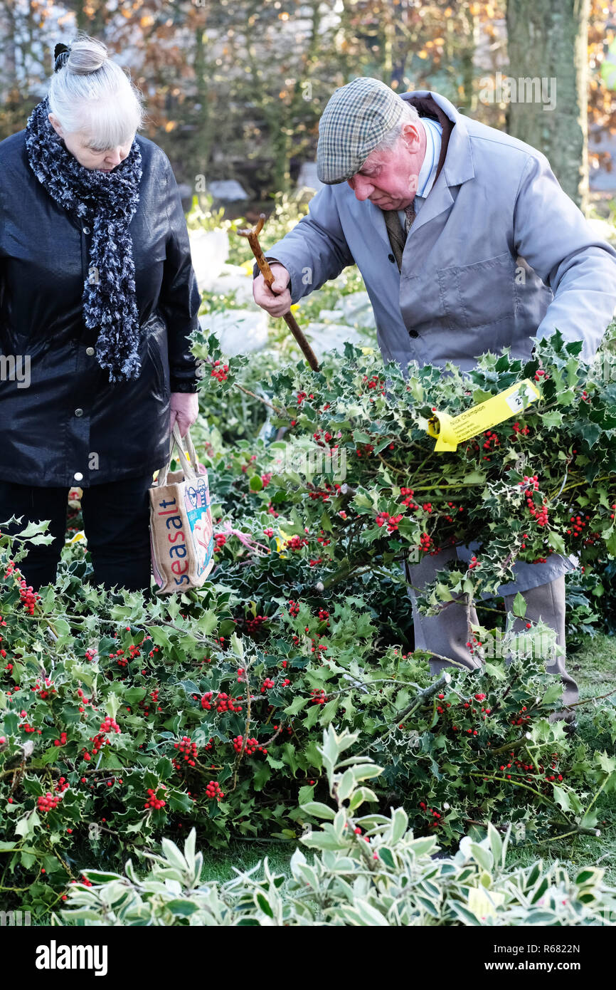 Burford House, Tenbury Wells, Worcestershire, Regno Unito - Martedì 4 dicembre 2018 - Natale agrifoglio e vischio asta - Aste di vischio si sono svolti a Tenbury Wells per oltre 160 anni. Un acquirente controlla il peso di un pacchetto di holly su un nitido inverno mattina. Credito: Steven Maggio/Alamy Live News Foto Stock