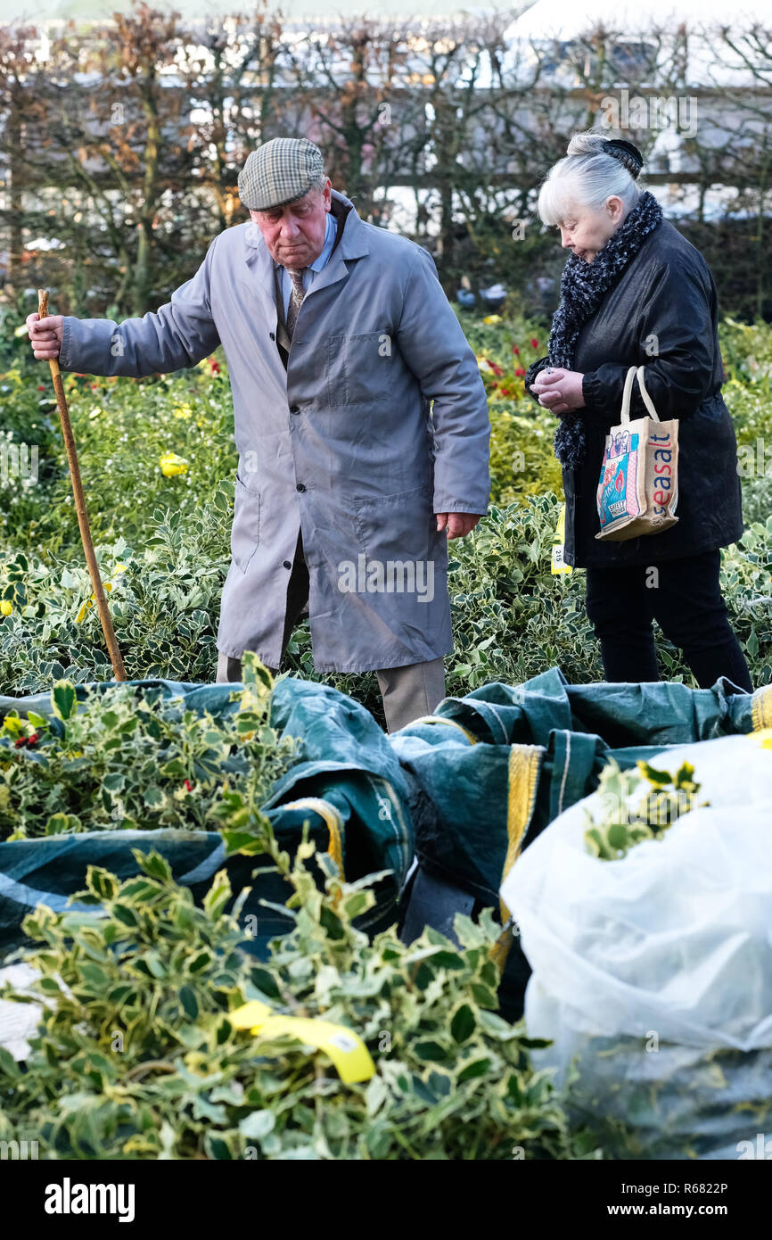 Burford House, Tenbury Wells, Worcestershire, Regno Unito - Martedì 4 dicembre 2018 - Natale agrifoglio e vischio asta - Aste di vischio si sono svolti a Tenbury Wells per oltre 160 anni. Un acquirente controlla i pacchetti su di un nitido inverno mattina. Credito: Steven Maggio/Alamy Live News Foto Stock