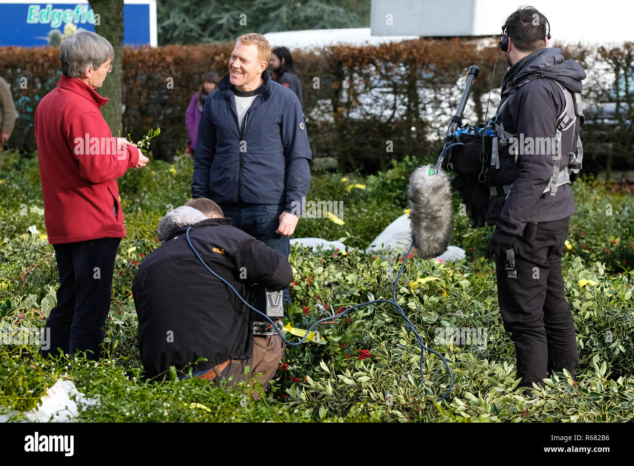 Burford House, Tenbury Wells, Worcestershire, Regno Unito - Martedì 4 dicembre 2018 - Natale agrifoglio e vischio asta - Aste di vischio si sono svolti a Tenbury Wells per oltre 160 anni. La pianta parassita prospera in molti meleto nelle regioni. Celebrità TV Adam Henson e troupe registrare una funzione per il Natale edizione della BBC Countryfile programma - Credito: Steven Maggio/Alamy Live News Foto Stock