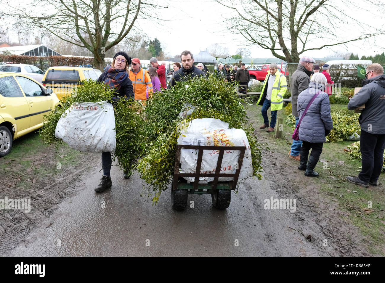 Burford House, Tenbury Wells, Worcestershire, Regno Unito - Martedì 4 dicembre 2018 - Natale agrifoglio e vischio asta - Aste di vischio si sono svolti a Tenbury Wells per oltre 160 anni. Gli acquirenti portare via i loro fasci di vischio - alcuni acquirenti hanno viaggiato da lontano come Kent, Norfolk e Lancashire. Foto Steven Maggio / Alamy Live News Foto Stock