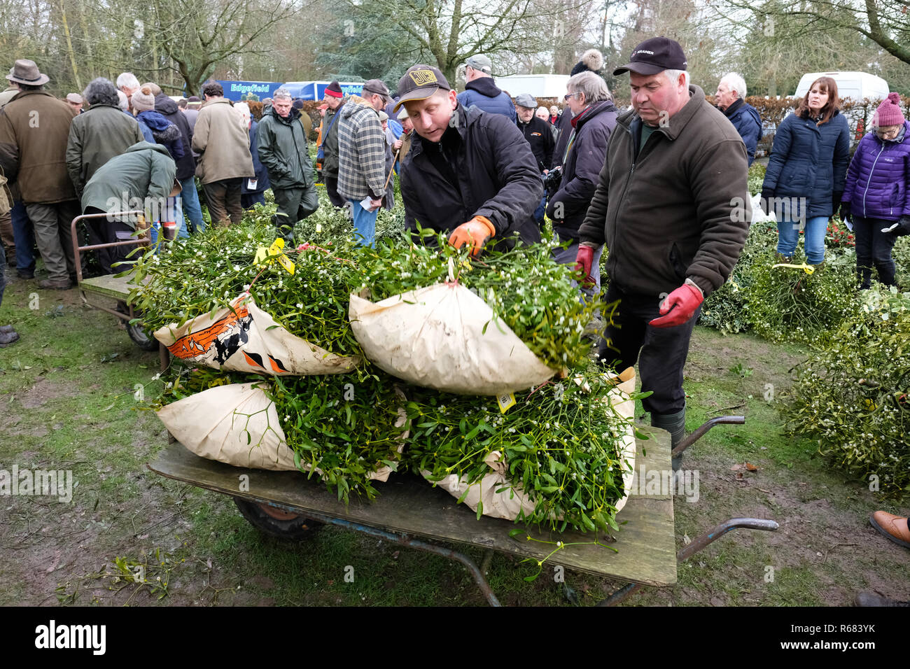 Burford House, Tenbury Wells, Worcestershire, Regno Unito - Martedì 4 dicembre 2018 - Natale agrifoglio e vischio asta - Aste di vischio si sono svolti a Tenbury Wells per oltre 160 anni. Gli acquirenti portare via i loro fasci di vischio - alcuni acquirenti hanno viaggiato da lontano come Kent, Norfolk e Lancashire. Foto Steven Maggio / Alamy Live News Foto Stock