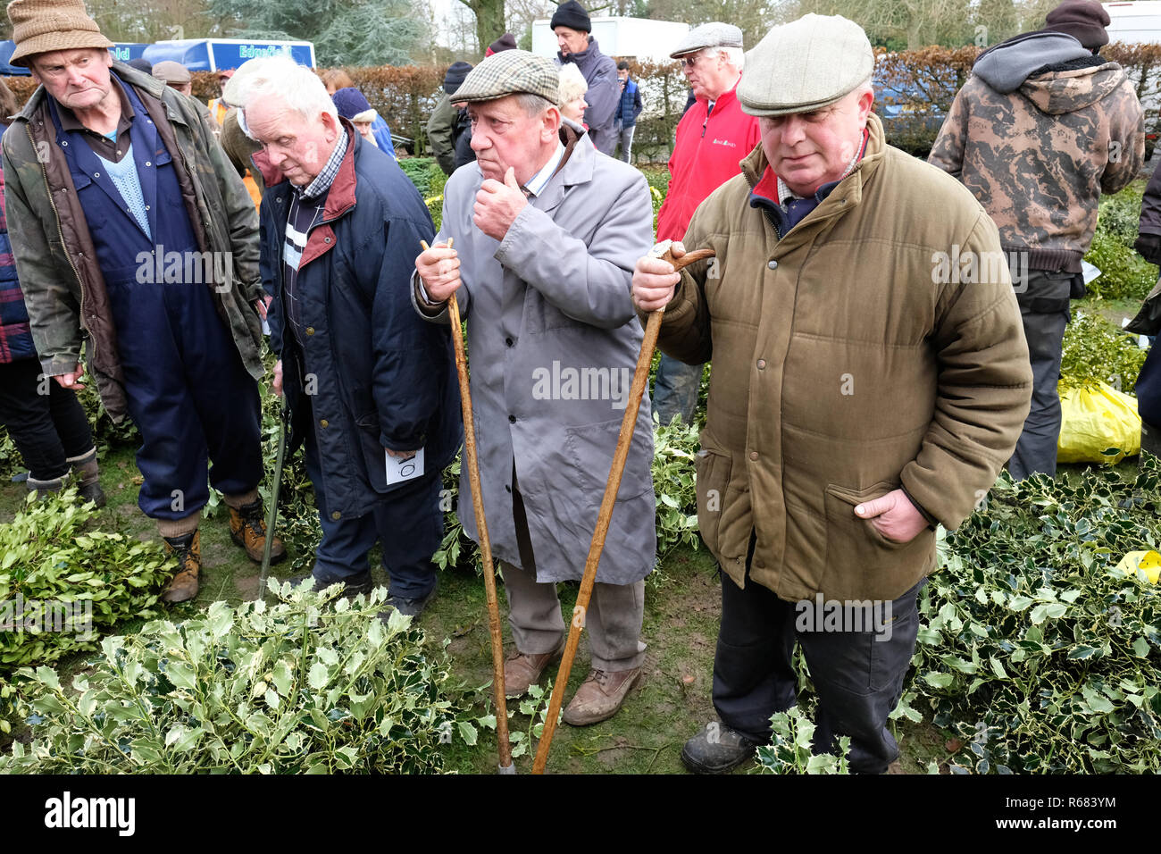 Burford House, Tenbury Wells, Worcestershire, Regno Unito - Martedì 4 dicembre 2018 - Natale agrifoglio e vischio asta - Aste di vischio si sono svolti a Tenbury Wells per oltre 160 anni. Gli acquirenti e i venditori attendono il banditore - alcuni acquirenti hanno viaggiato da lontano come Kent, Norfolk e Lancashire. Foto Steven Maggio / Alamy Live News Foto Stock