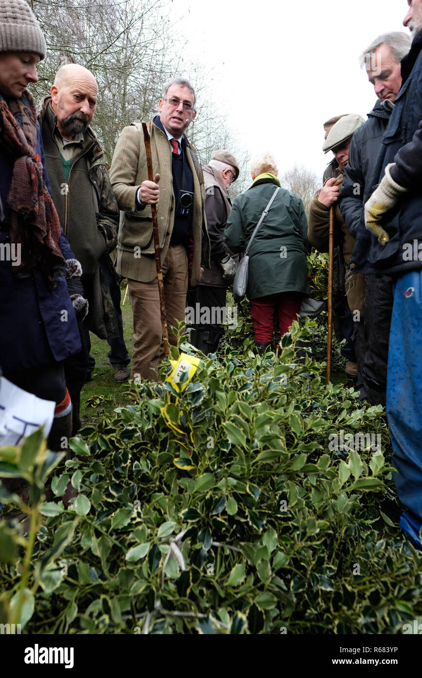 Burford House, Tenbury Wells, Worcestershire, Regno Unito - Martedì 4 dicembre 2018 - Natale agrifoglio e vischio asta - Aste di vischio si sono svolti a Tenbury Wells per oltre 160 anni. Banditore Nick Champion center con aste stick fasci di holly - alcuni acquirenti hanno viaggiato da lontano come Kent, Norfolk e Lancashire. Foto Steven Maggio / Alamy Live News Foto Stock