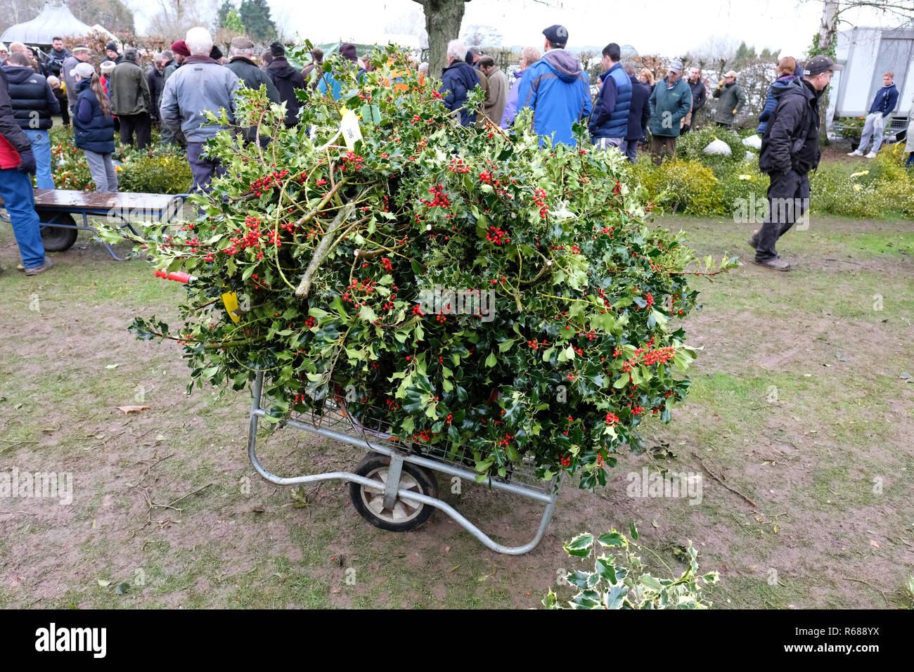 Burford House, Tenbury Wells, Worcestershire - Martedì 4 dicembre 2018 - Natale agrifoglio e vischio asta - Aste di vischio si sono svolti a Tenbury Wells per oltre 160 anni. Gli acquirenti di un carrello pieno di fasci di agrifoglio con bacche rosse attende - Raccolta foto Steven Maggio / Alamy Live News Foto Stock