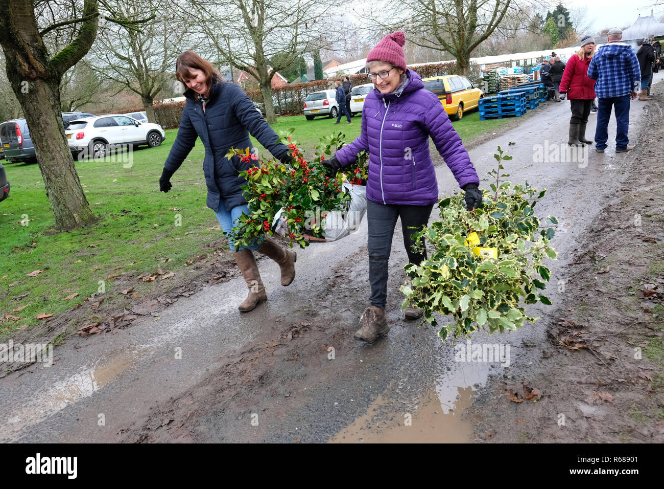 Burford House, Tenbury Wells, Worcestershire - Martedì 4 dicembre 2018 - Natale agrifoglio e vischio asta - Aste di vischio si sono svolti a Tenbury Wells per oltre 160 anni. Gli acquirenti portare via i loro fasci di holly in un freddo giorno di inverno - Foto Steven Maggio / Alamy Live News Foto Stock