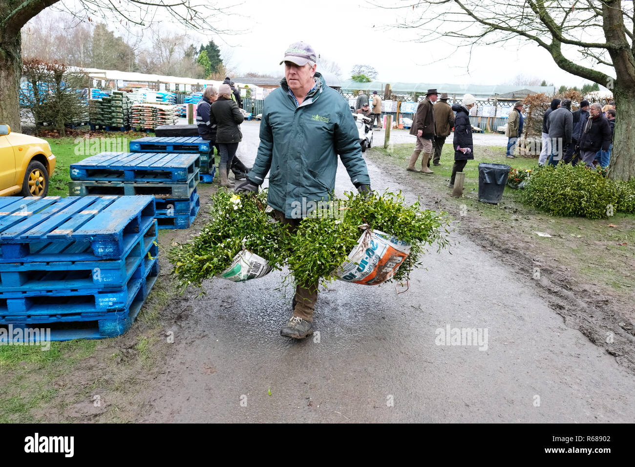 Burford House, Tenbury Wells, Worcestershire - Martedì 4 dicembre 2018 - Natale agrifoglio e vischio asta - Aste di vischio si sono svolti a Tenbury Wells per oltre 160 anni. Un acquirente prende subito il suo fasci di mistletoes in una fredda giornata invernale - Foto Steven Maggio / Alamy Live News Foto Stock