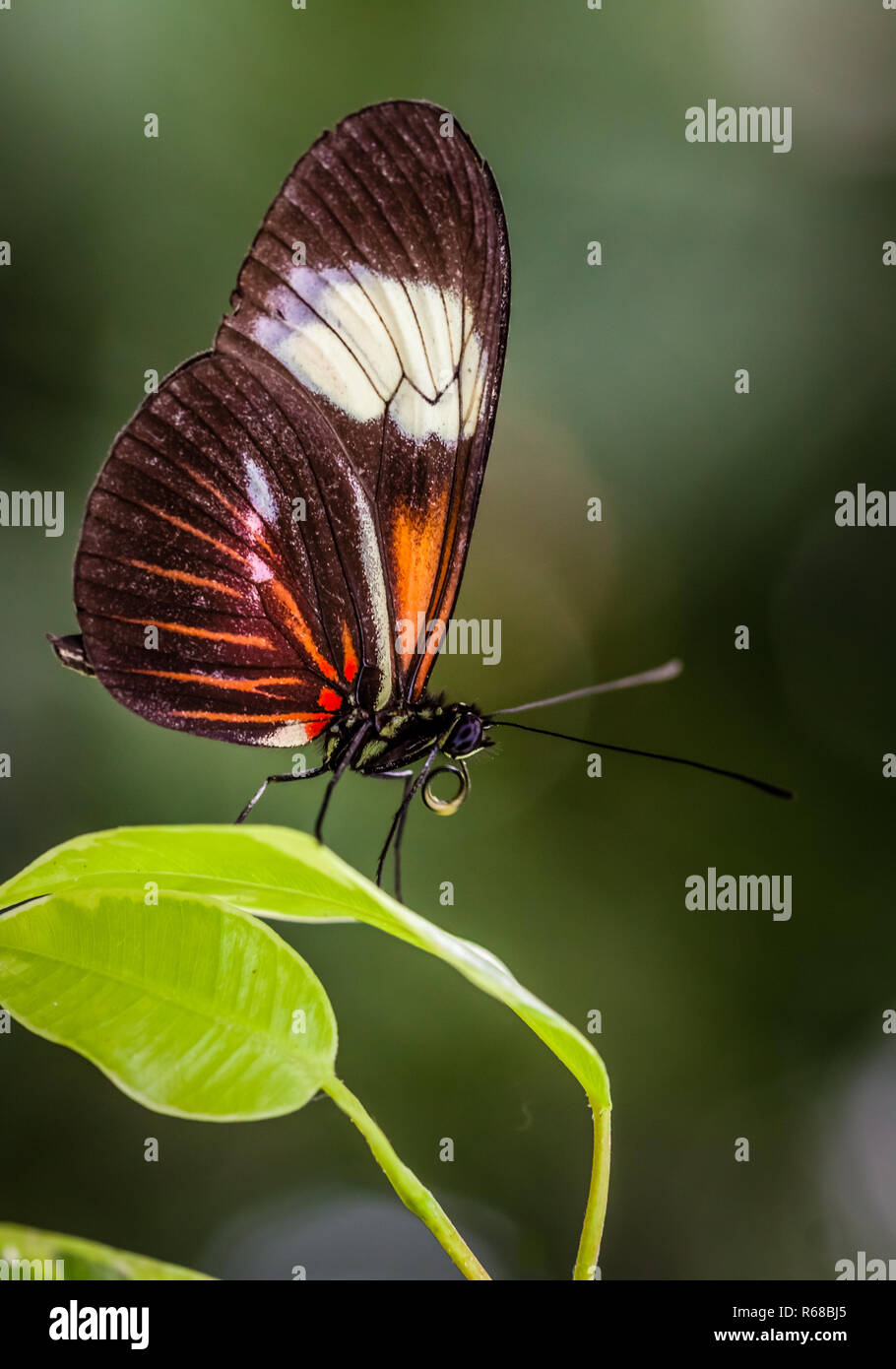 Portalettere farfalla su una foglia Foto Stock