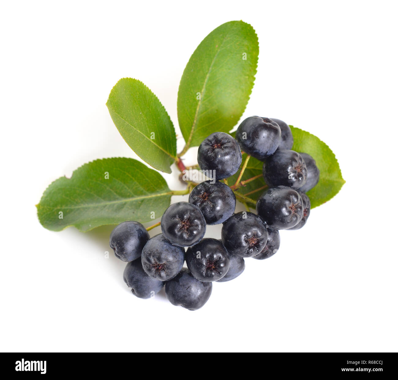 Aronia melanocarpa, chiamato black chokeberry. Isolato su sfondo bianco. Foto Stock