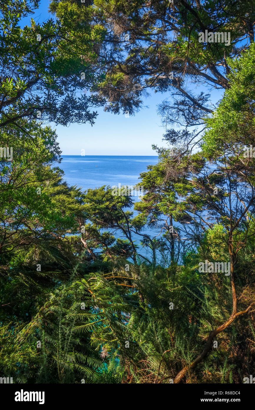 Visualizzazione traccia nel Parco Nazionale Abel Tasman, Nuova Zelanda Foto Stock