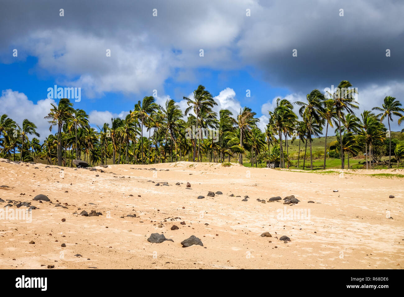 Palme sulla spiaggia di Anakena, isola di pasqua Foto Stock