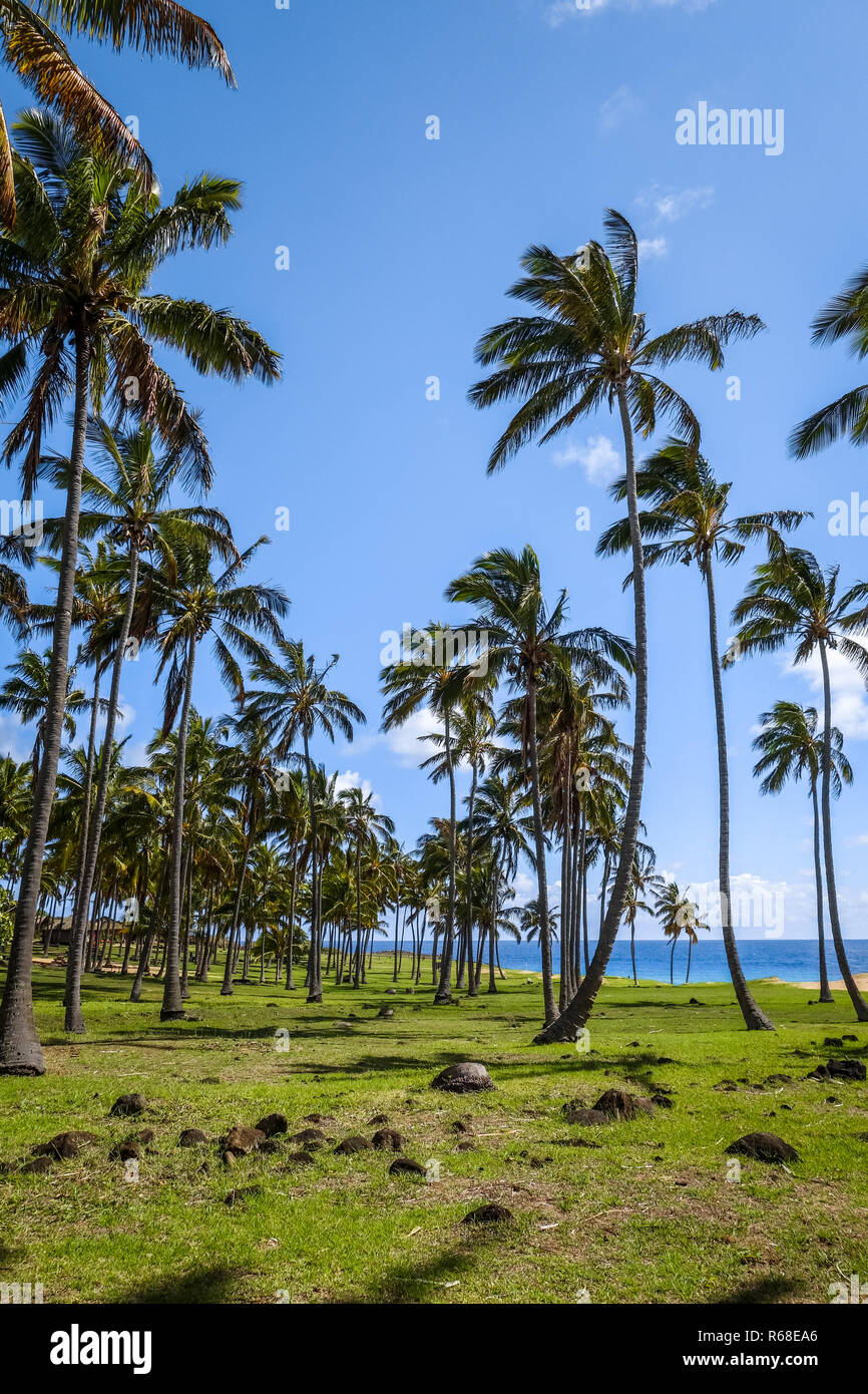 Palme sulla spiaggia di Anakena, isola di pasqua Foto Stock