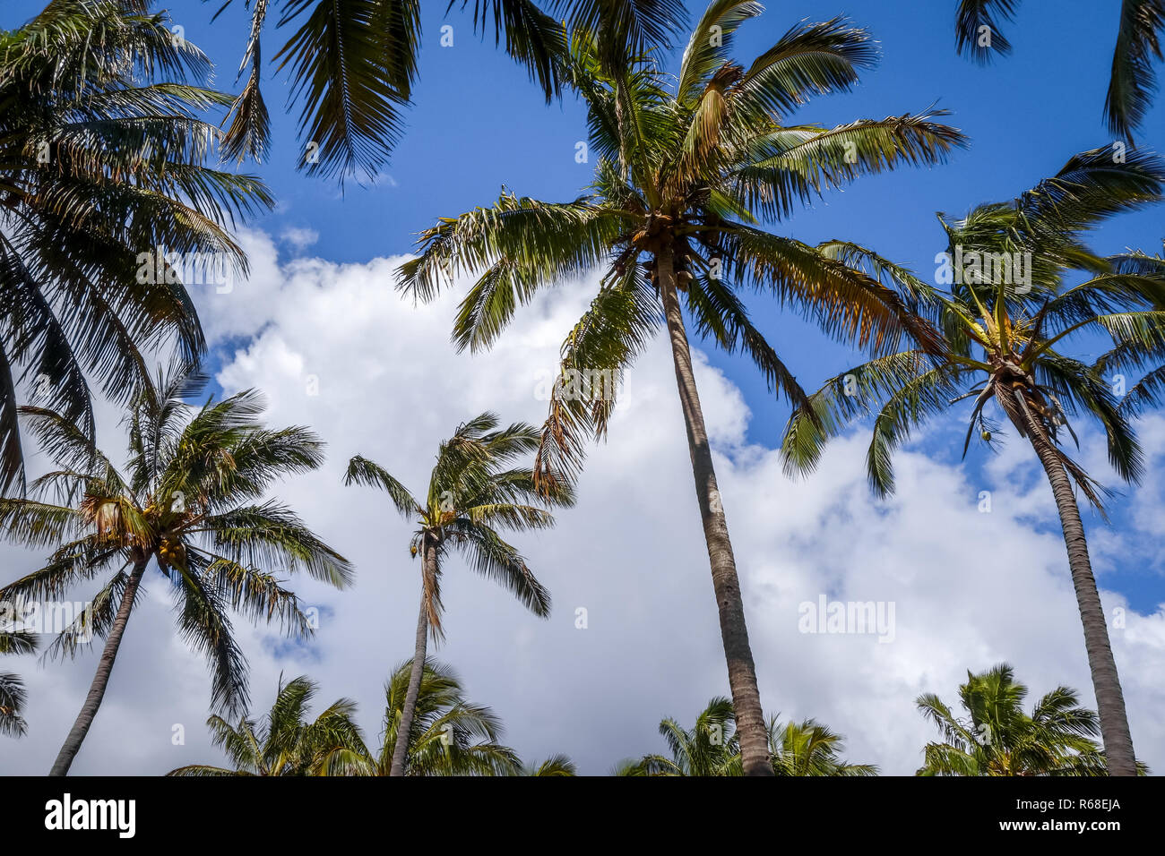 Palme sulla spiaggia di Anakena, isola di pasqua Foto Stock