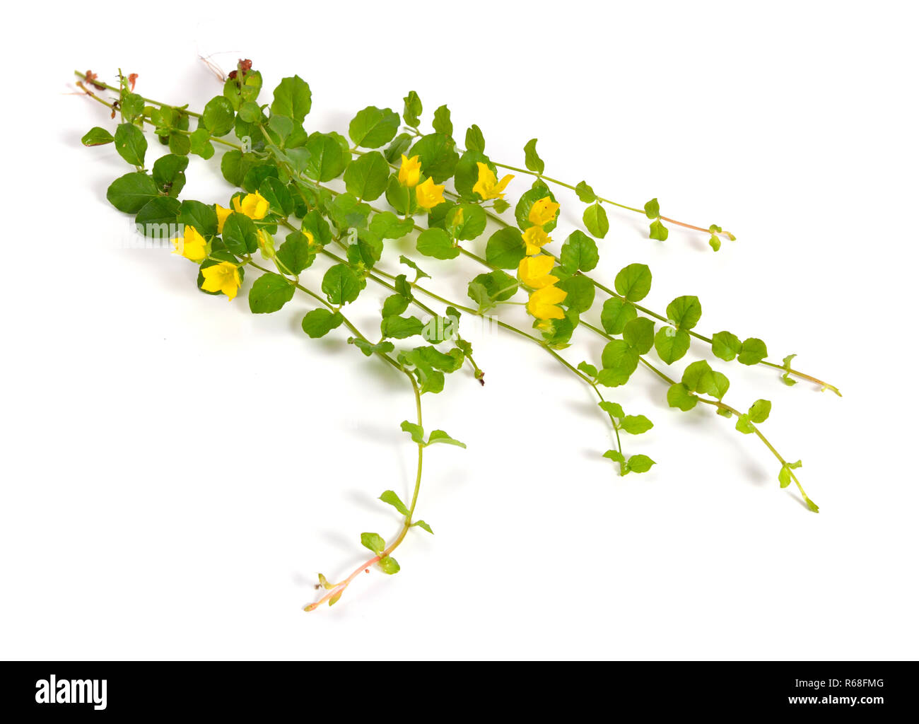 Lysimachia nummularia (Lysimachia zawadzkii Wiesner) i suoi nomi comuni includono creeping jenny, moneywort, erbe e twopence twopenny thot. Isolato su Foto Stock
