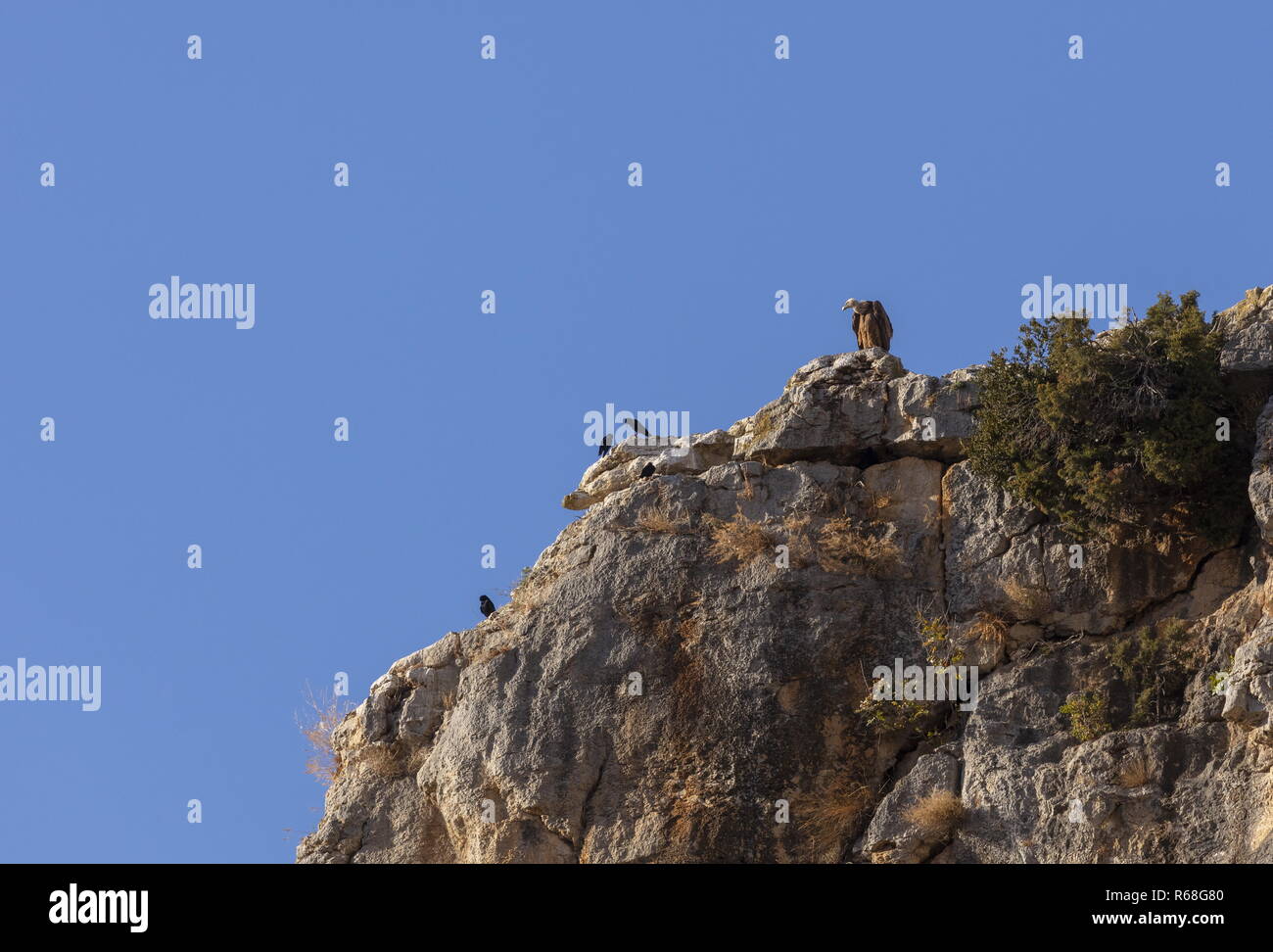 Avvoltoio grifone e red-fatturati choughs, sulle scogliere in Foz de Lumbier, (Gola di Lumbier ), Navarra, Spagna Foto Stock