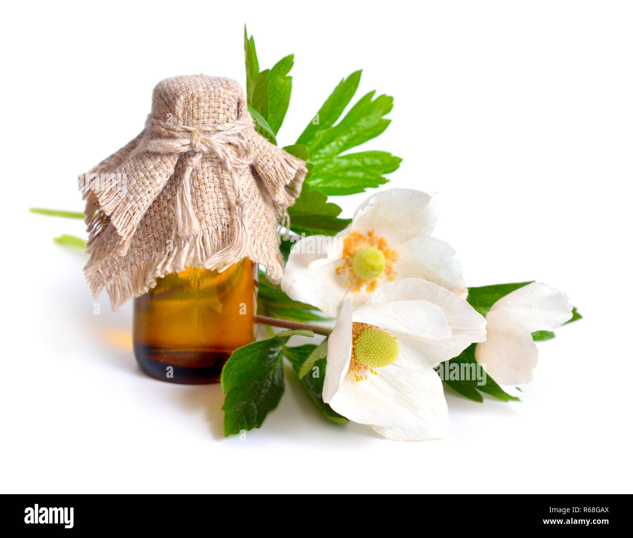 Anemone sylvestris, snowdrop anemone. Isolato su bianco Foto Stock