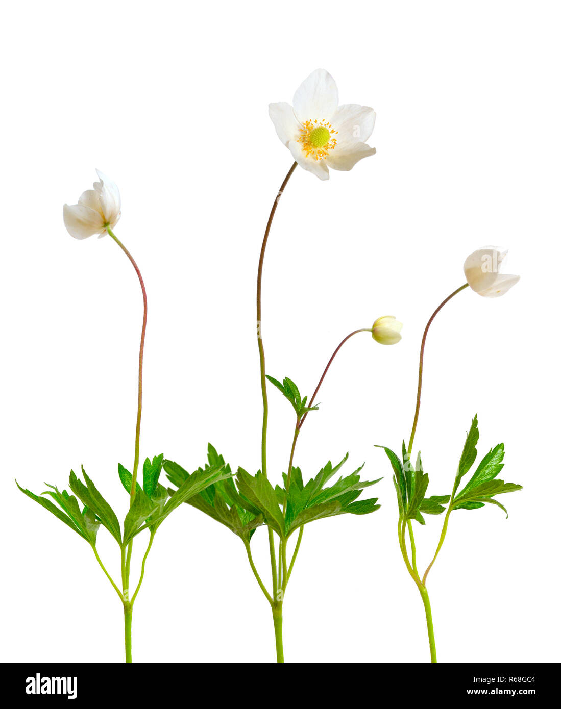 Anemone sylvestris, snowdrop anemone. Isolato su bianco Foto Stock