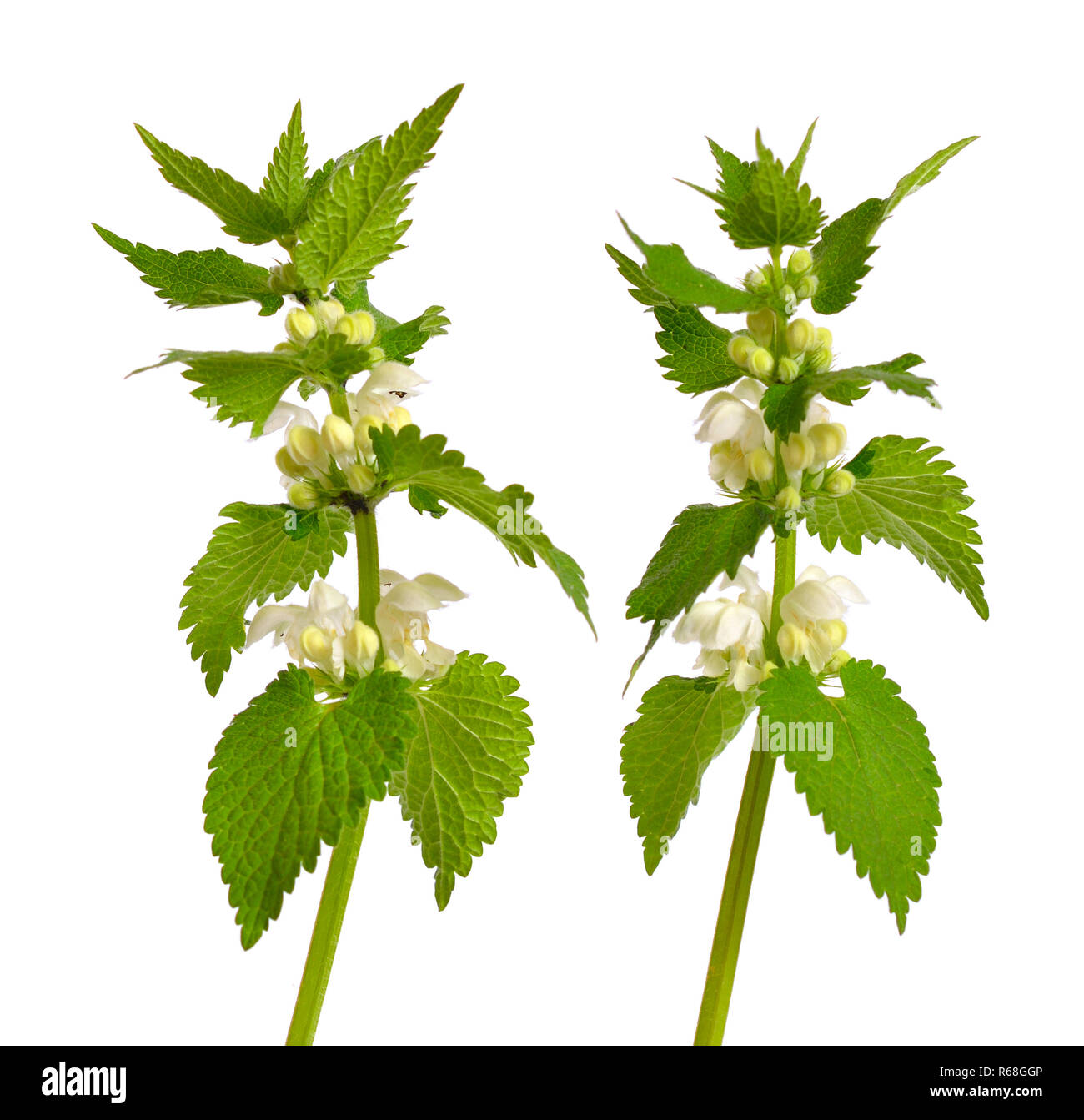 Lamium album, comunemente chiamato white ortica o morti bianche di ortica. Foto Stock