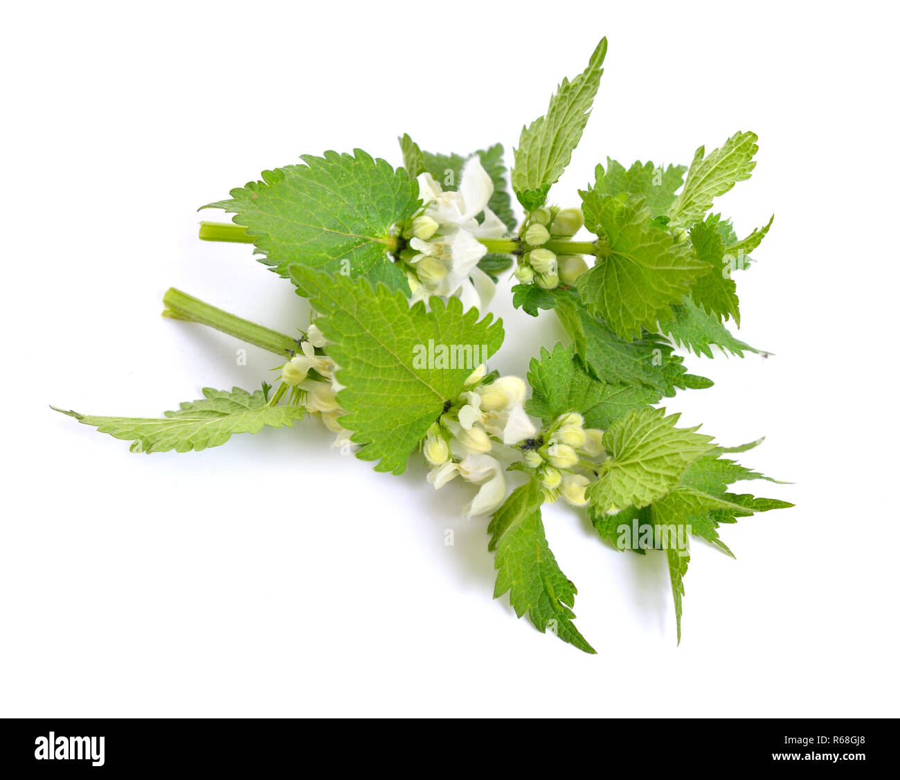 Lamium album, comunemente chiamato white ortica o morti bianche di ortica. Foto Stock