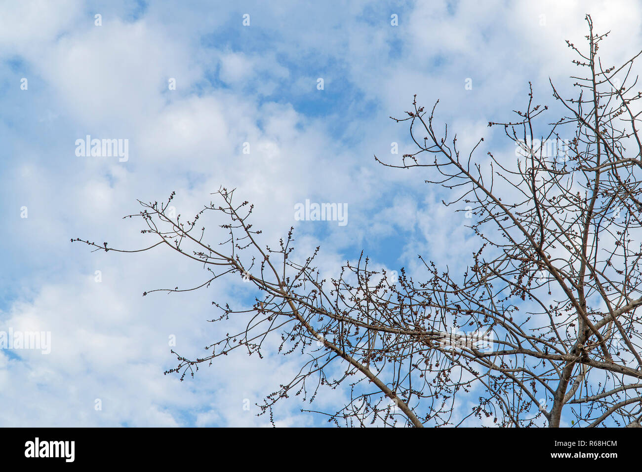 Al di sotto della struttura ad albero e con il ramo di ingrandire Foto Stock