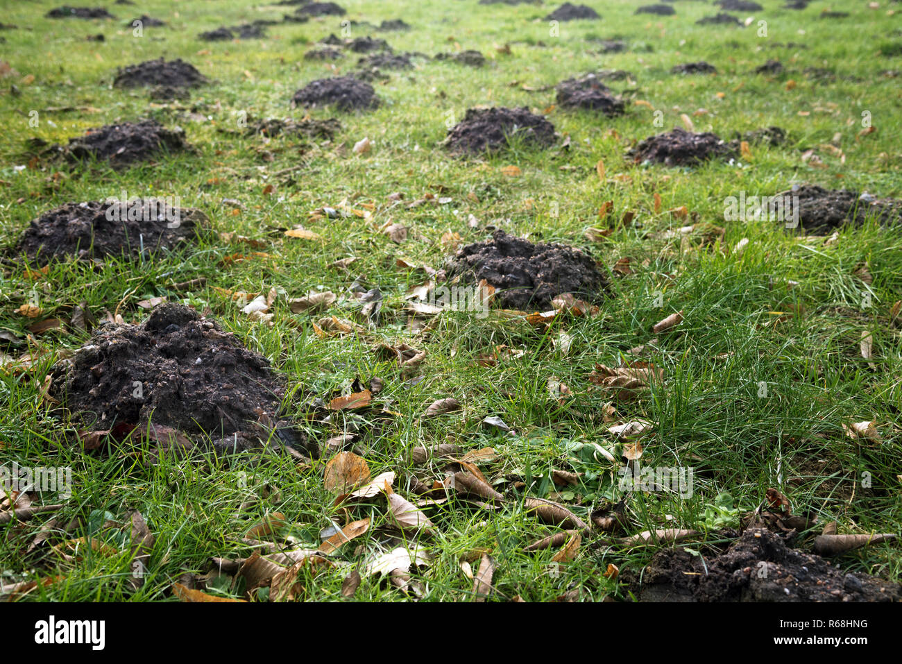 Molti molehills e foglie vecchie nell'erba in un prato, il concetto di giardino con spazio di copia selezionato, focus, profondità di campo ridotta Foto Stock