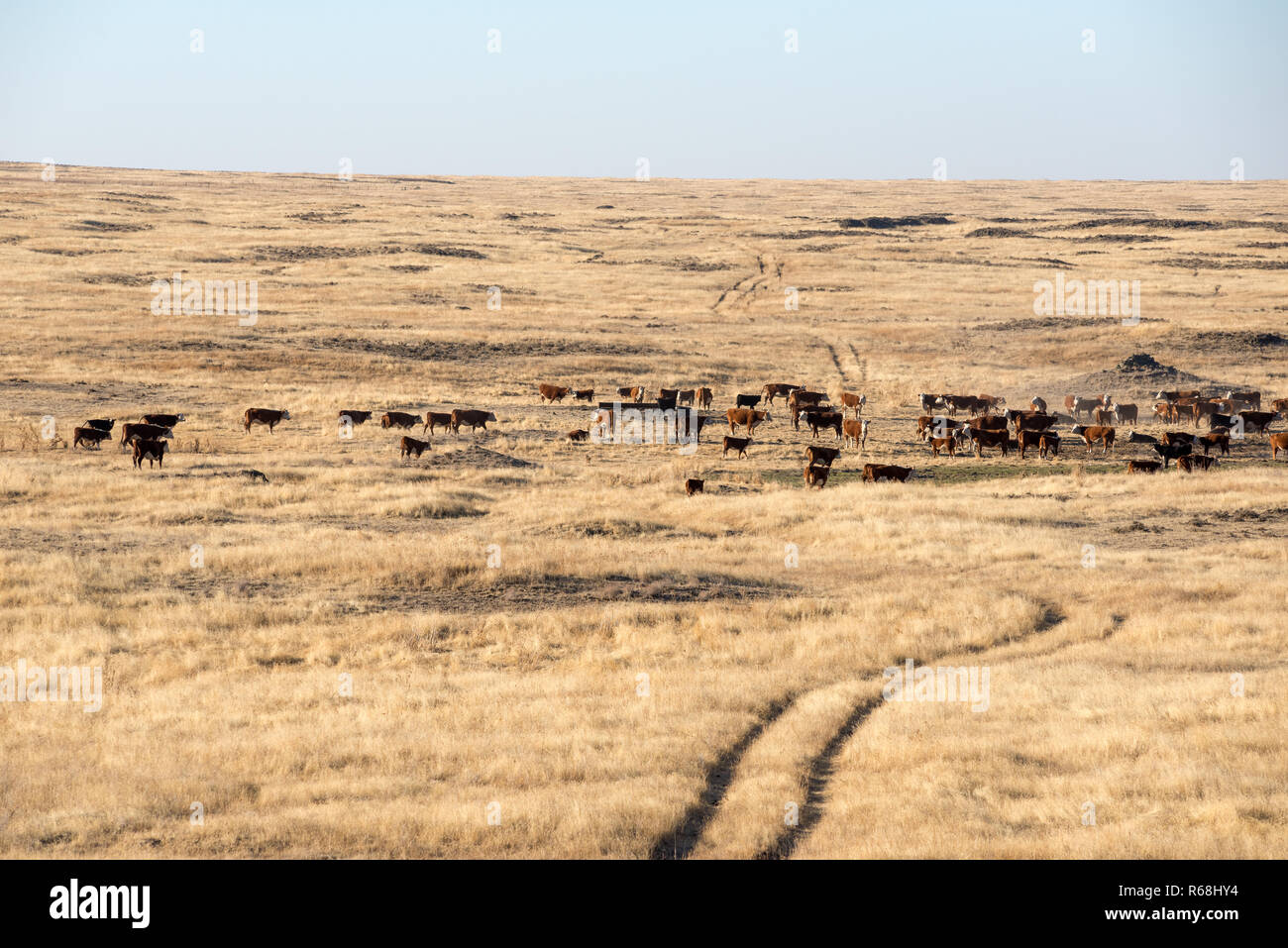 Il pascolo di bestiame nel scablands di Eastern Washington. Foto Stock