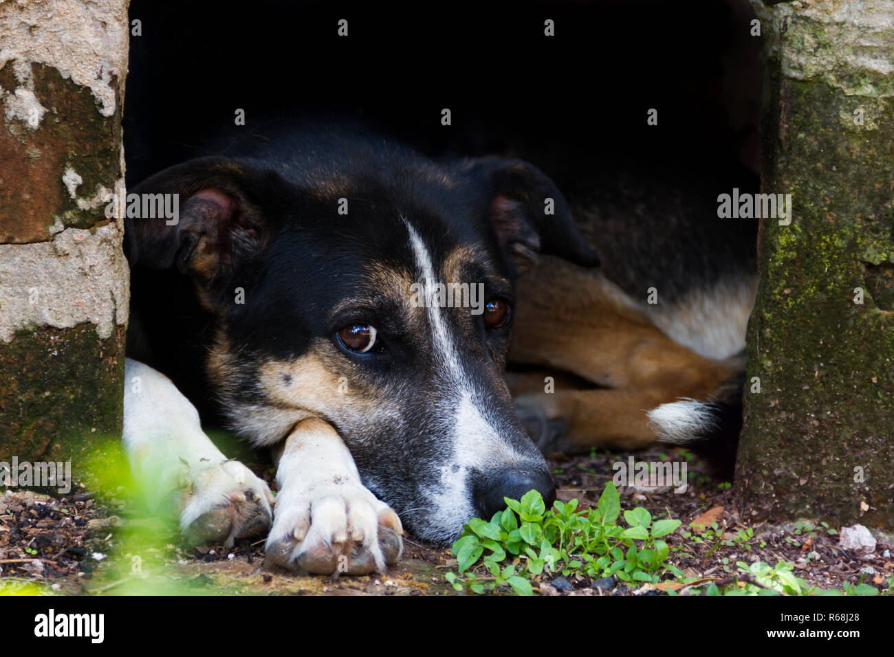 Ritratto mongrel cane randagio su sfondo scuro Foto Stock