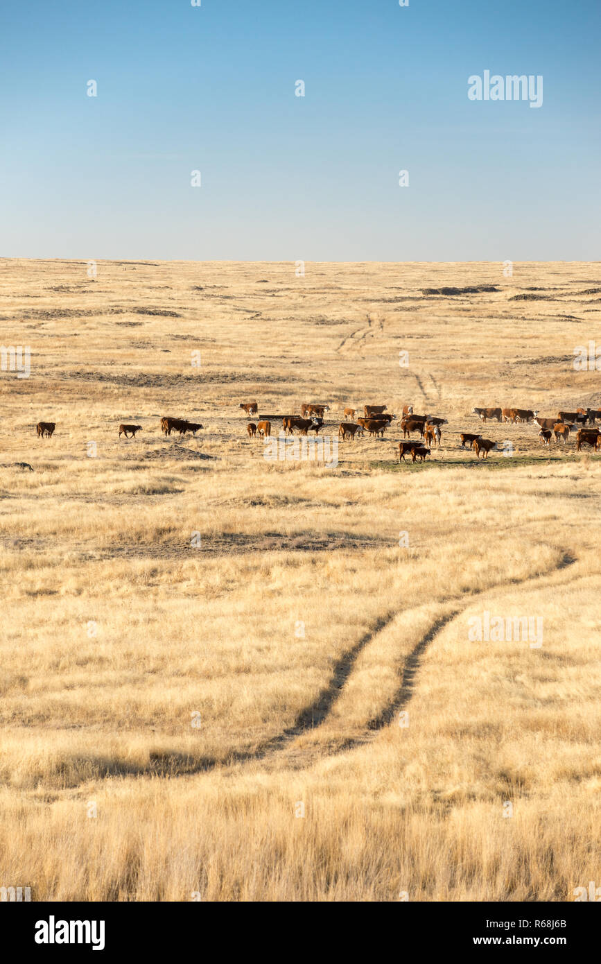 Il pascolo di bestiame nel scablands di Eastern Washington. Foto Stock