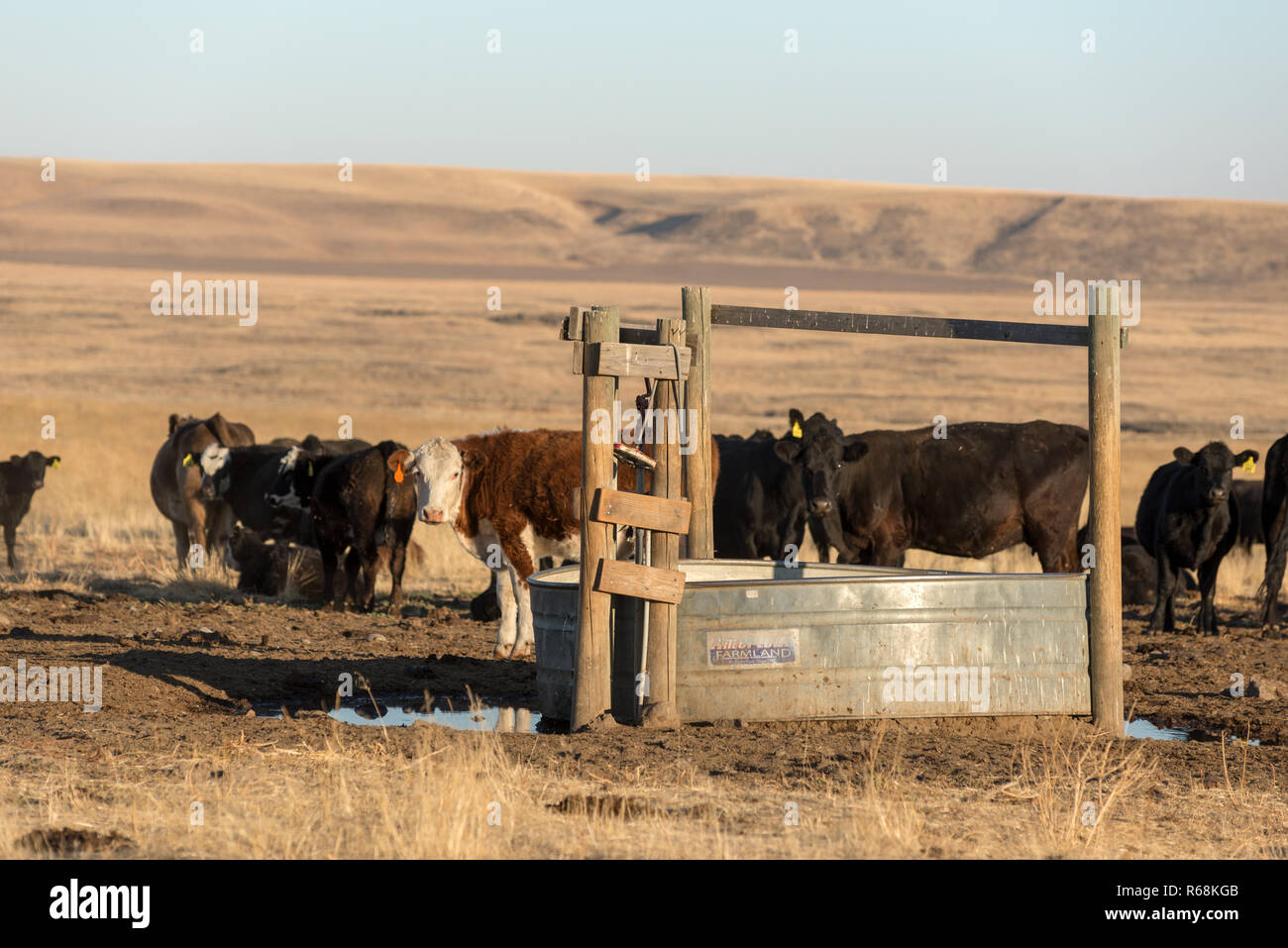 Bestiame in una vasca di stock in Eastern Washington. Foto Stock