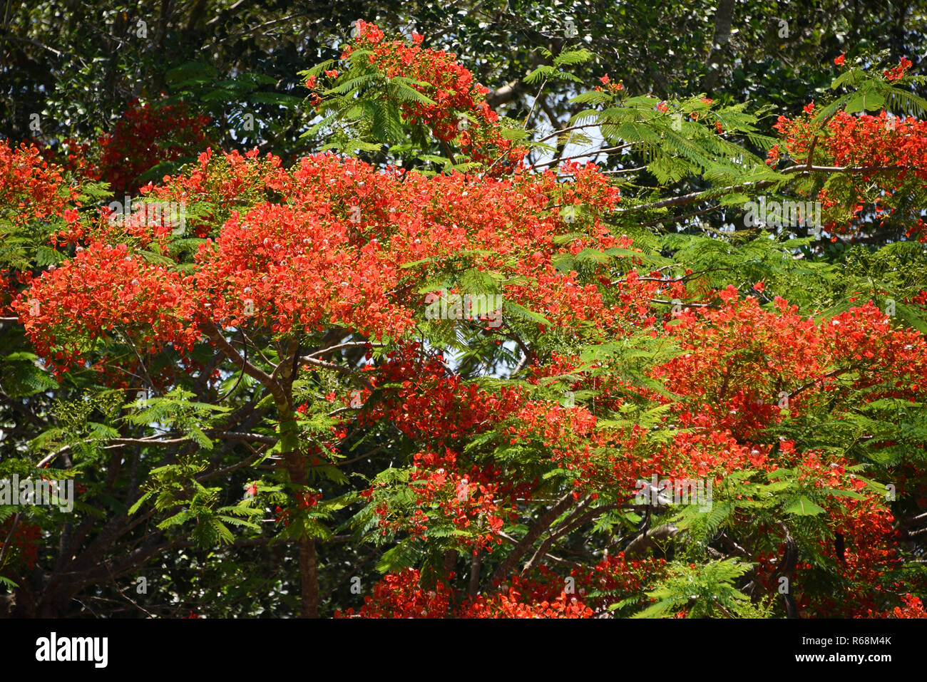 La Poinciana è nativo di Madagascar. Questo albero fiori splendide fioriture di colore arancione in tutta Queensland, Australia per accogliere la venuta dell'estate. Foto Stock