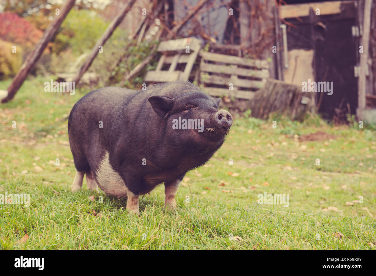 Funny nero un maiale in cantiere Foto Stock
