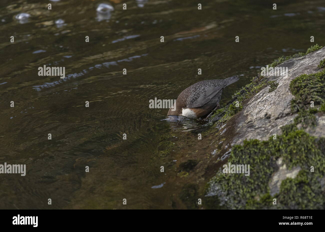 Il bilanciere, Cinclus cinclus, alimentando in fast-fiume che scorre in inverno, Exmoor Foto Stock