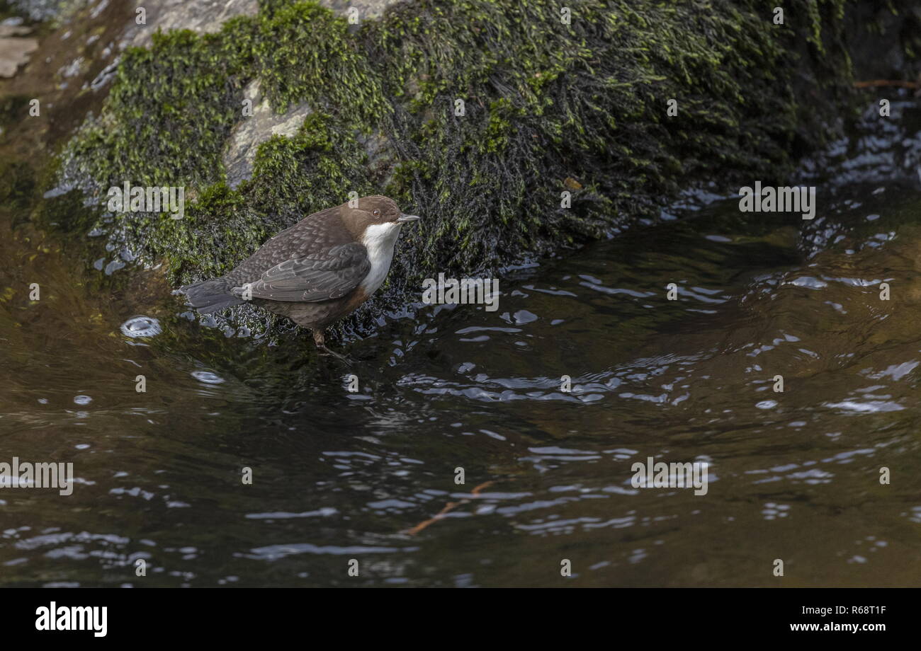 Il bilanciere, Cinclus cinclus, alimentando in fast-fiume che scorre in inverno, Exmoor Foto Stock